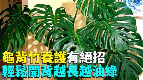 龜背竹|龜背芋怎麼養？基礎照顧方法和特色